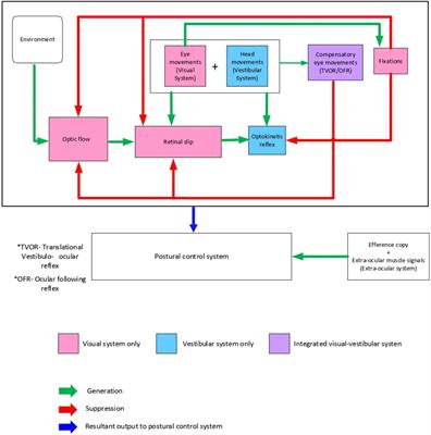 The Differentiation of Self-Motion From External Motion Is a Prerequisite for Postural Control: A Narrative Review of Visual-Vestibular Interaction